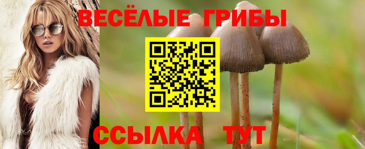 Псилоцибиновые грибы Cubensis  Псилоцибиновые грибы Psilocybine cubensis  Вход с VPN  Большой Камень 